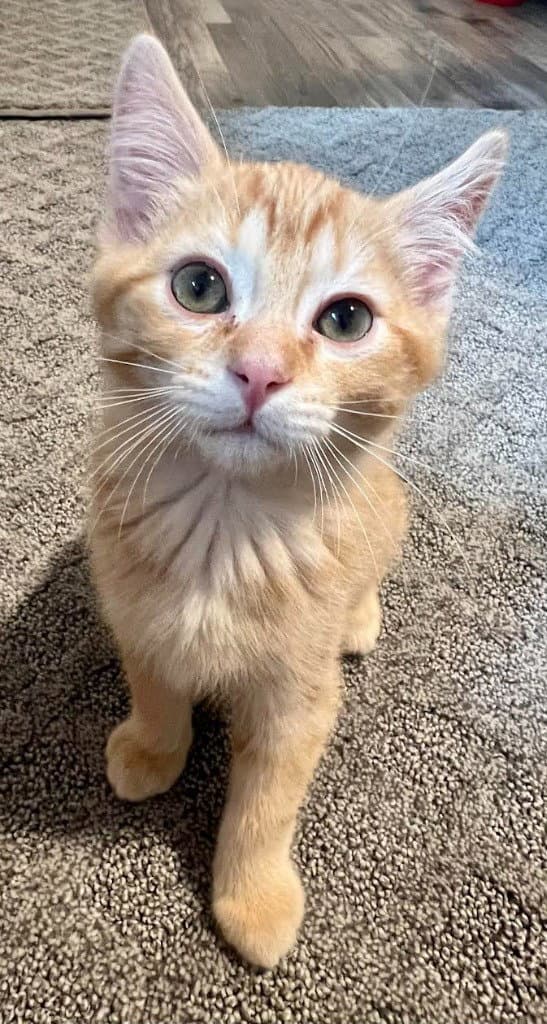 Nissan - Domestic Short Hair