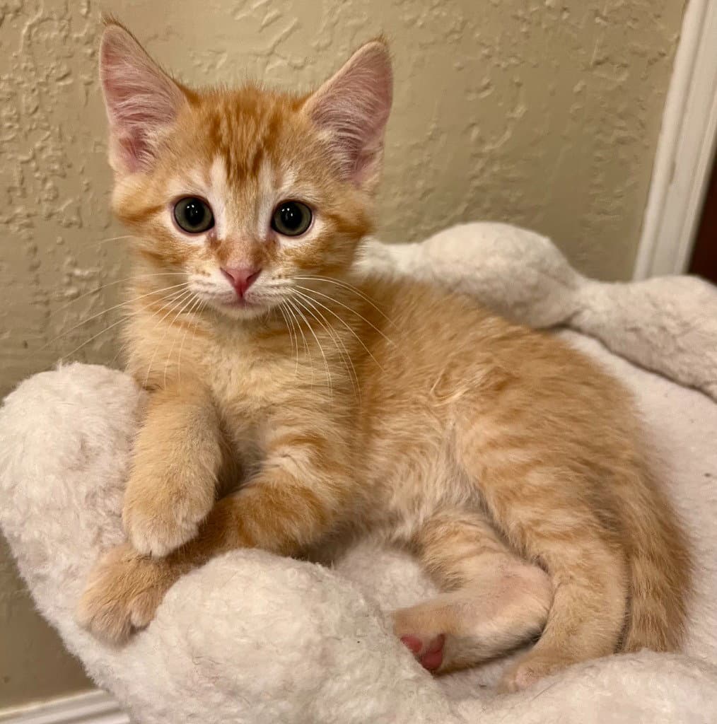 Suzuki - Domestic Short Hair