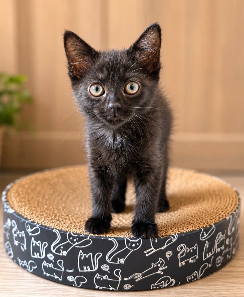 Tombstone - Domestic Short Hair