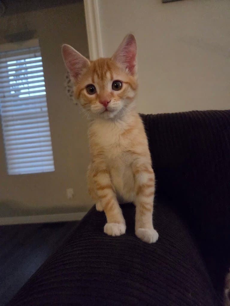 Llia - Domestic Short Hair