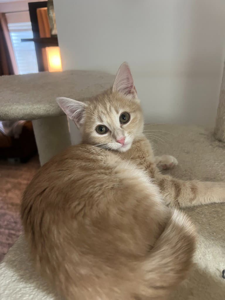 Clementine - Domestic Short Hair