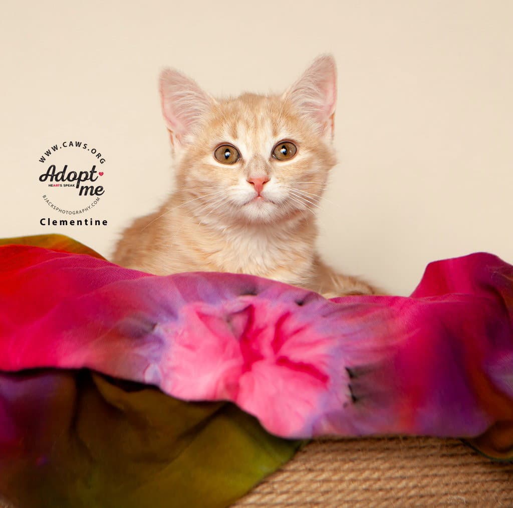 Clementine - Domestic Short Hair