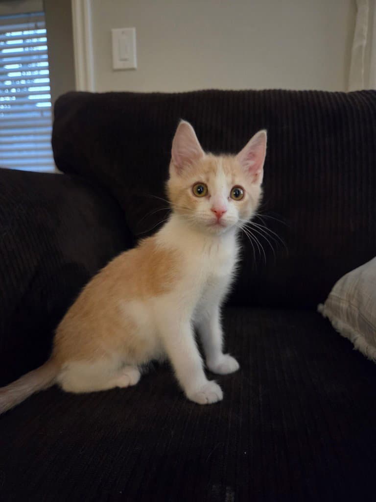 Knox - Domestic Short Hair