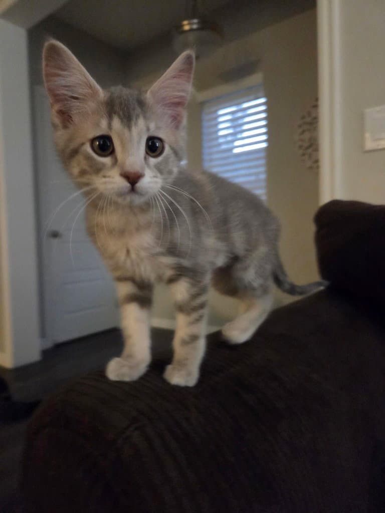 Melia - Domestic Short Hair