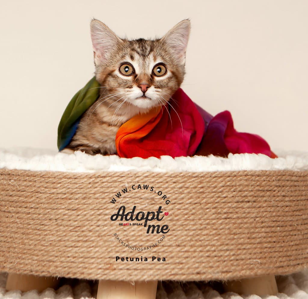 Petunia Pea - Domestic Short Hair