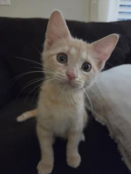 Pippin image 1