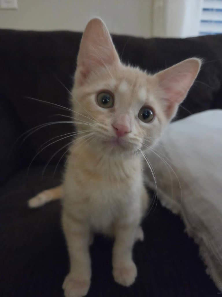 Pippin - Domestic Short Hair