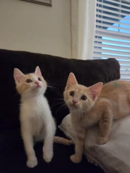 Pippin image 2