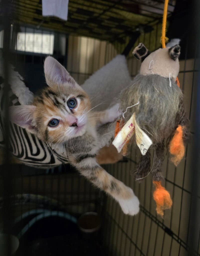 Willow - Domestic Short Hair