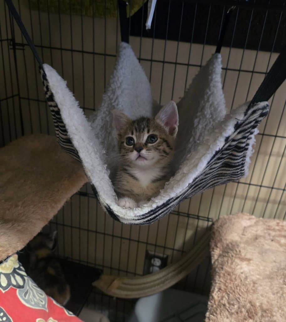 Hazel - Domestic Short Hair