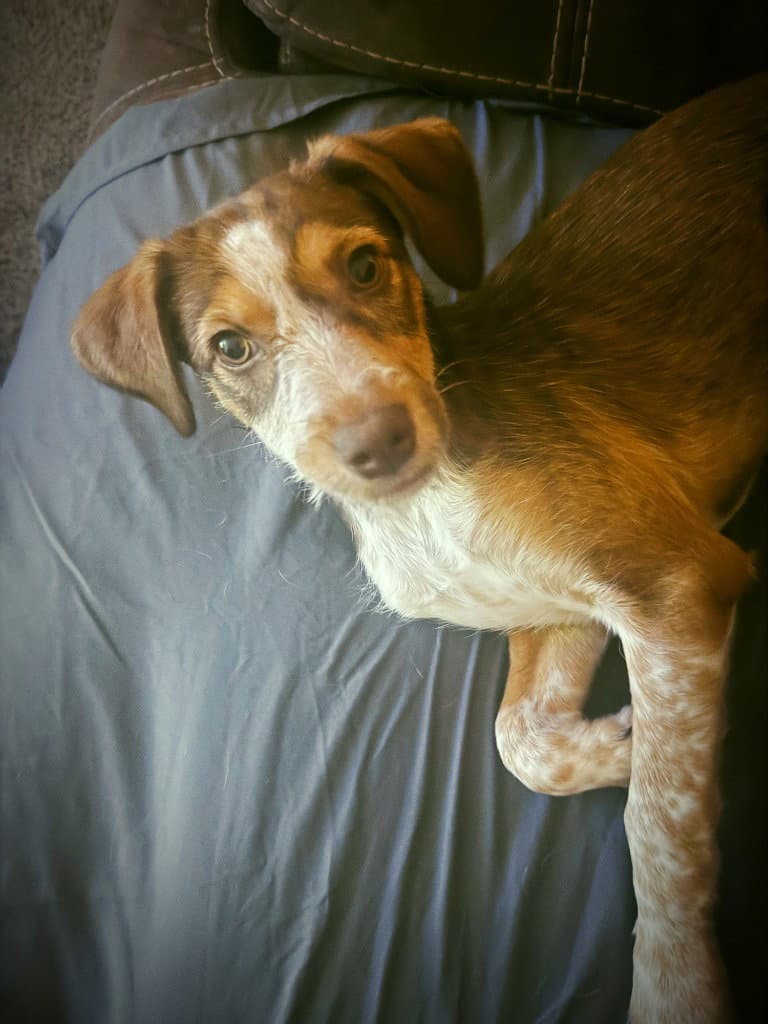 Journey - Australian Cattle Dog/Blue Heeler