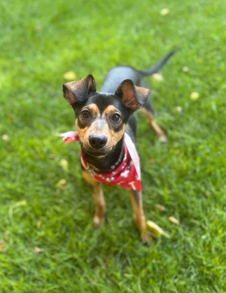 Kissy - Miniature Pinscher