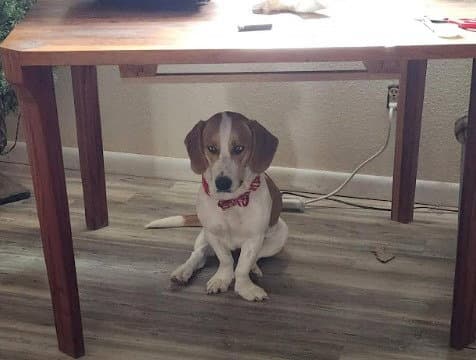 Penelope - Basset Hound