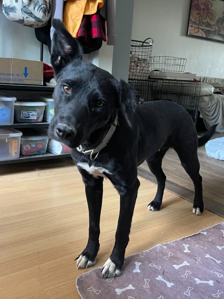 Astrid - Border Collie