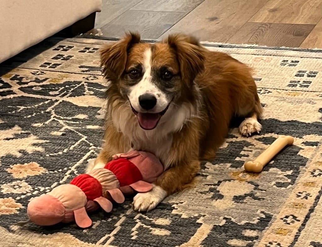 Champ - Corgi