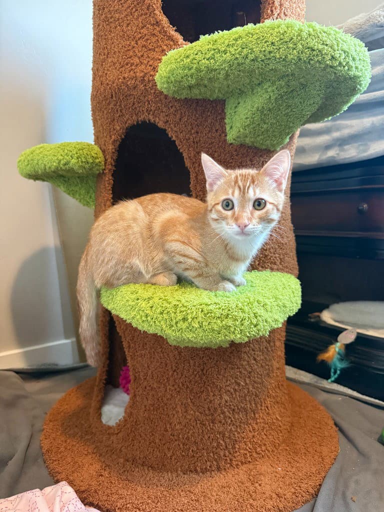 Mango - Domestic Short Hair