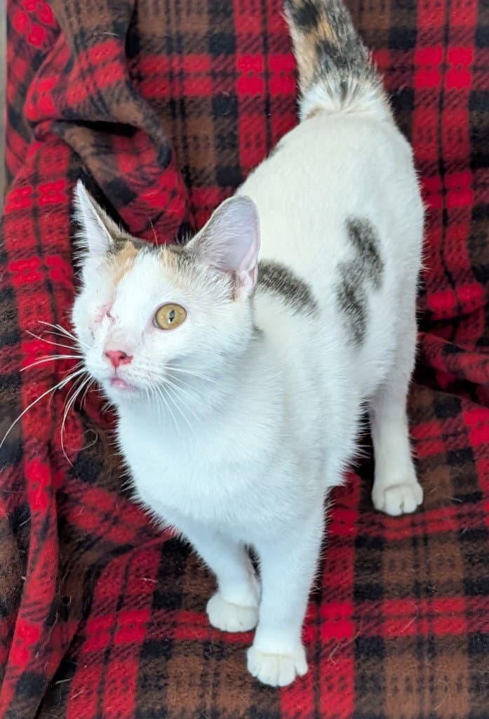 Galaxy - Domestic Short Hair