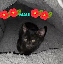 Maui image 4