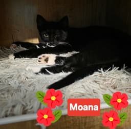 Moana image 2