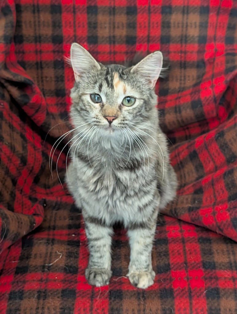 Stardust - Domestic Short Hair