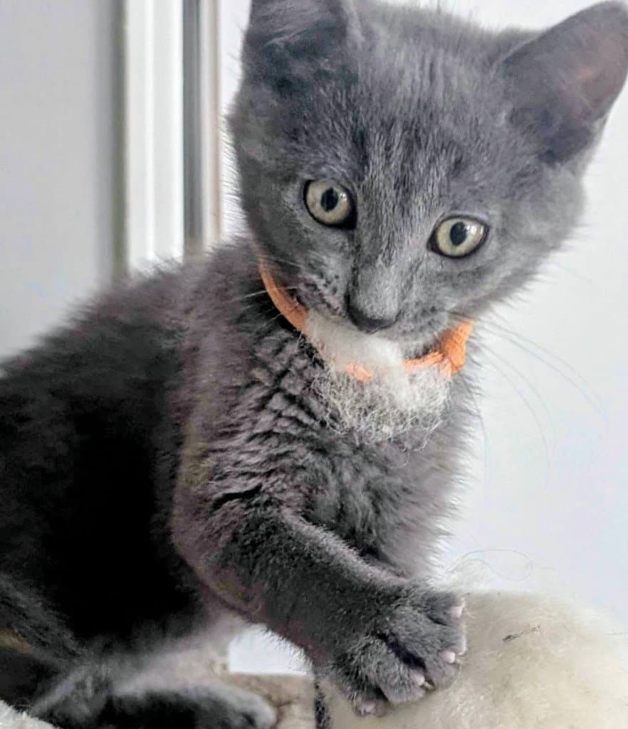 Odin