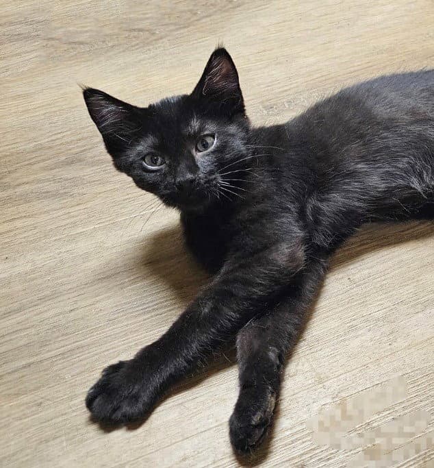 Blackie - Domestic Short Hair