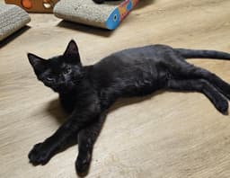 Blackie image 2