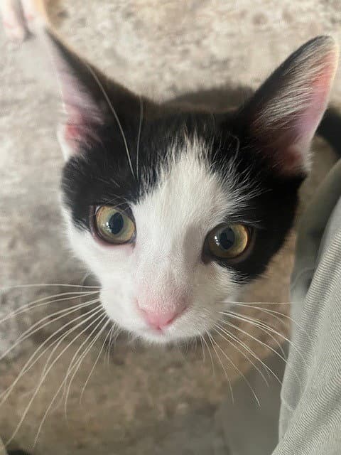 Emma - Domestic Short Hair