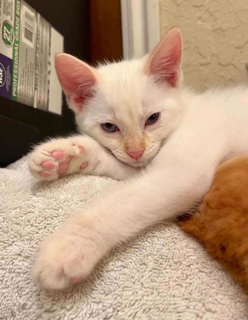 Fettuccini - Domestic Short Hair