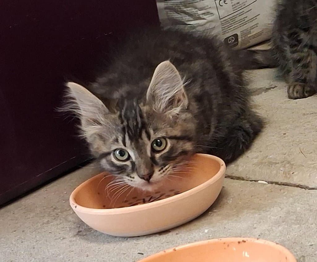 Pringle - Domestic Short Hair