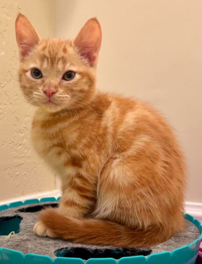 Ravioli - Domestic Short Hair
