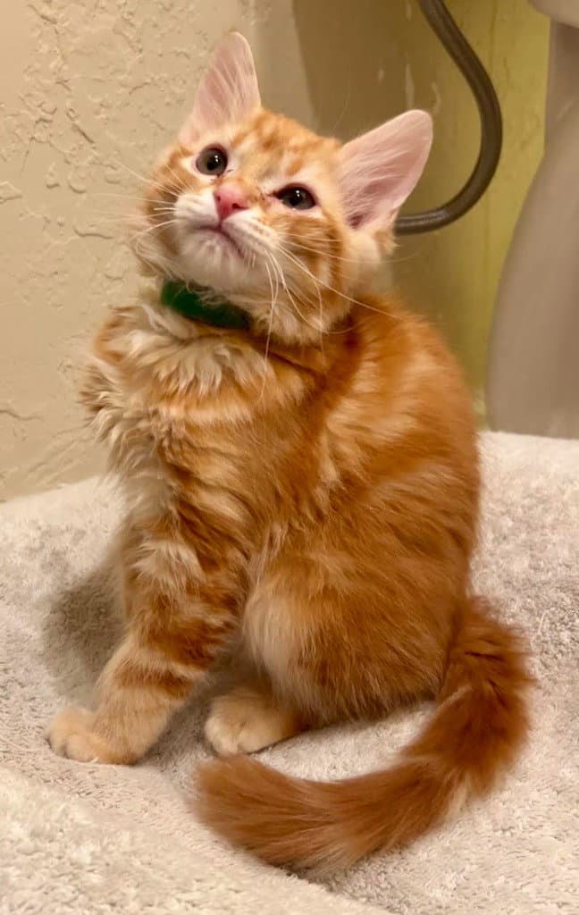 Rigatoni - Domestic Medium Hair
