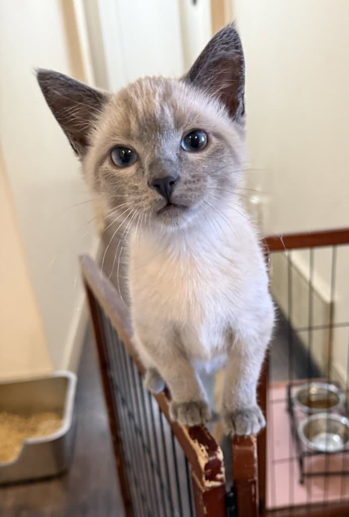 Archibold - Domestic Short Hair