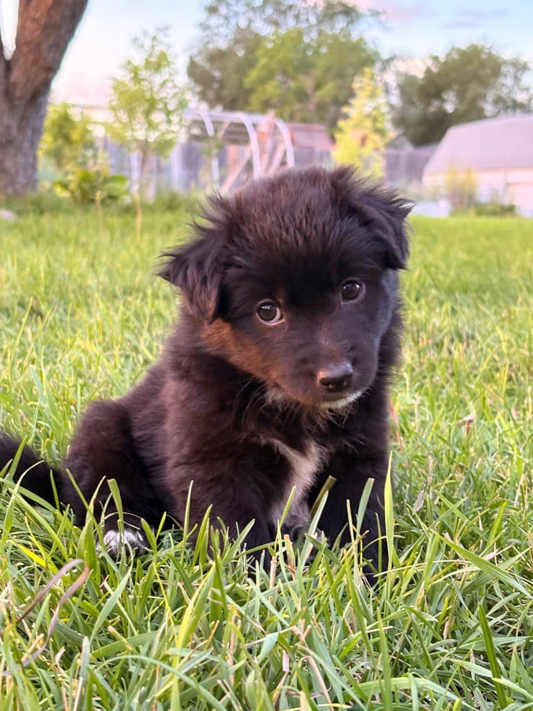 Charm - Terrier