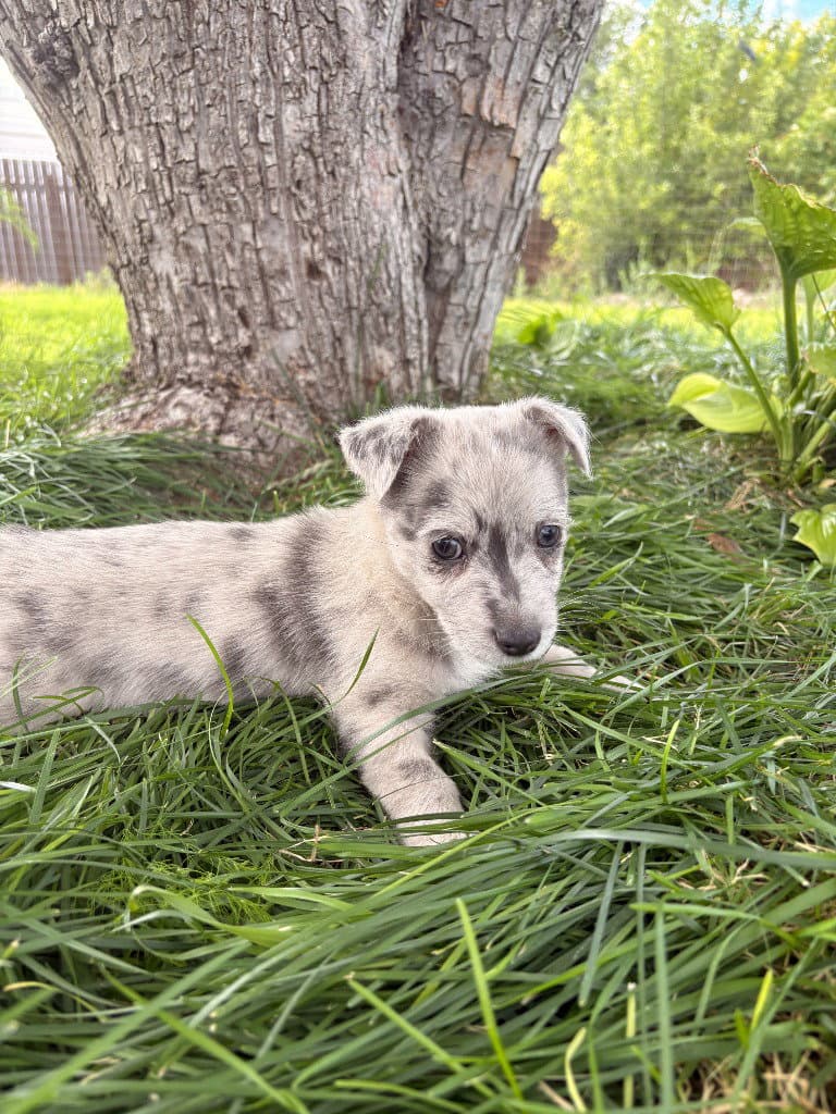 Sage - Terrier