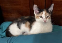 Tinkerbell image 1