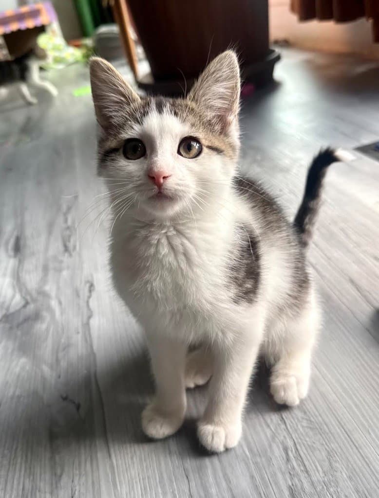 Dottie - Domestic Short Hair