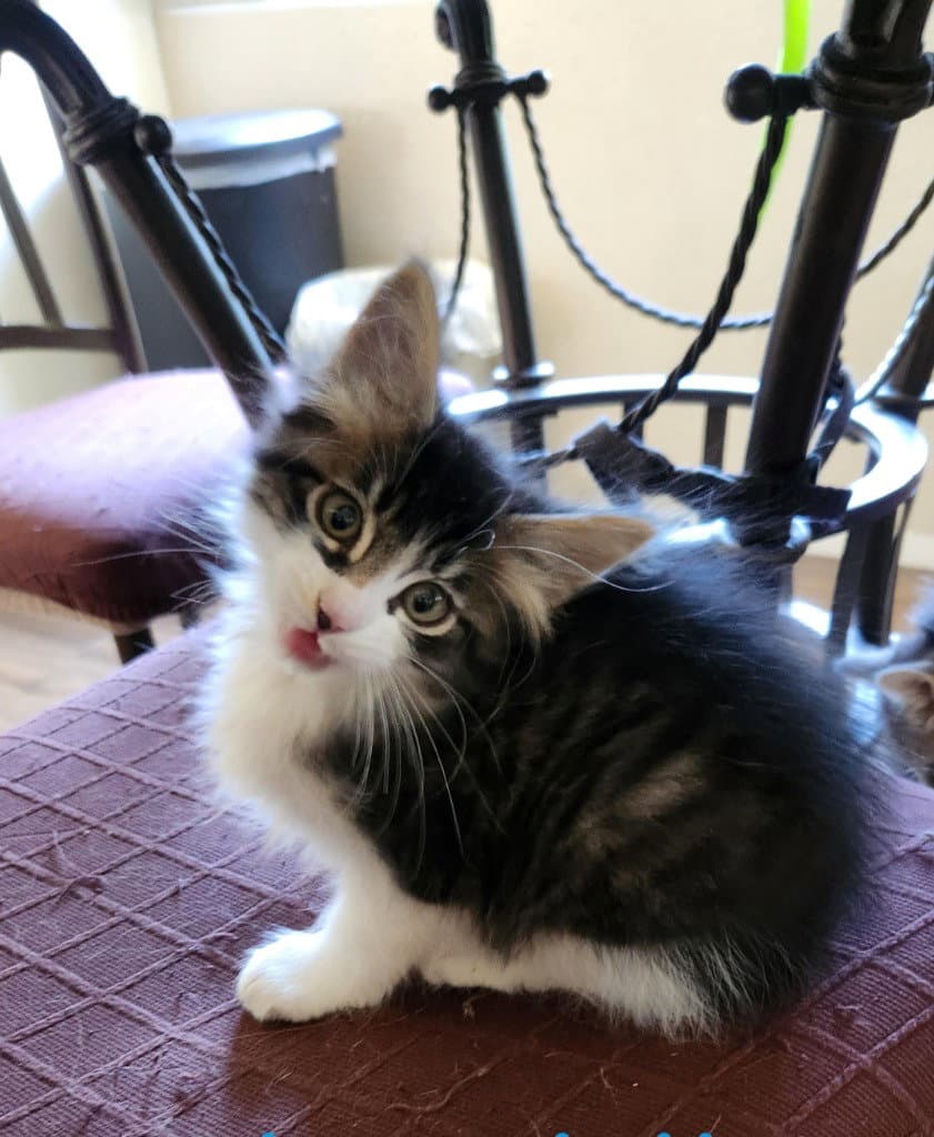 Hank - Domestic Long Hair