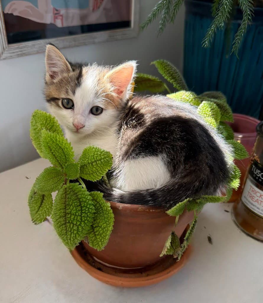 Isla - Domestic Short Hair