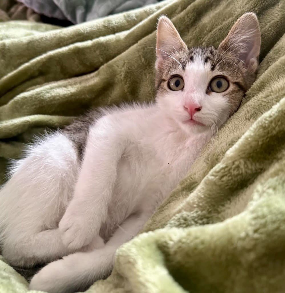 Schmitt - Domestic Short Hair