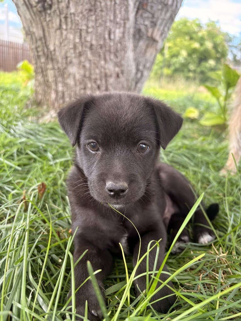 Spirit - Terrier