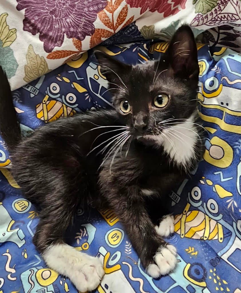 Batman - Domestic Short Hair