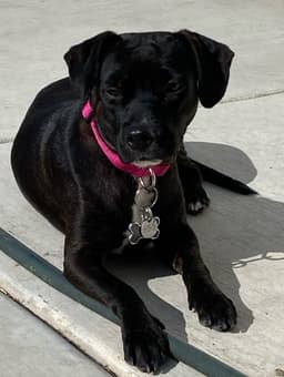 Phoebe image 1