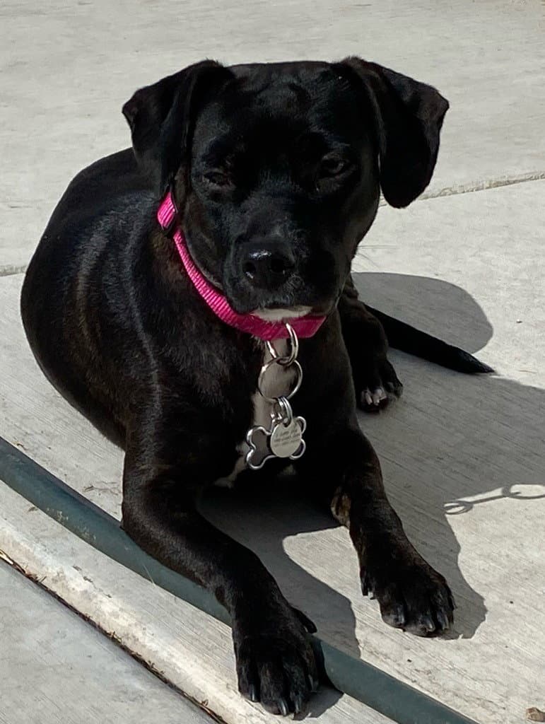 Phoebe - Labrador Retriever