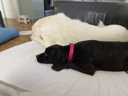 Phoebe image 3
