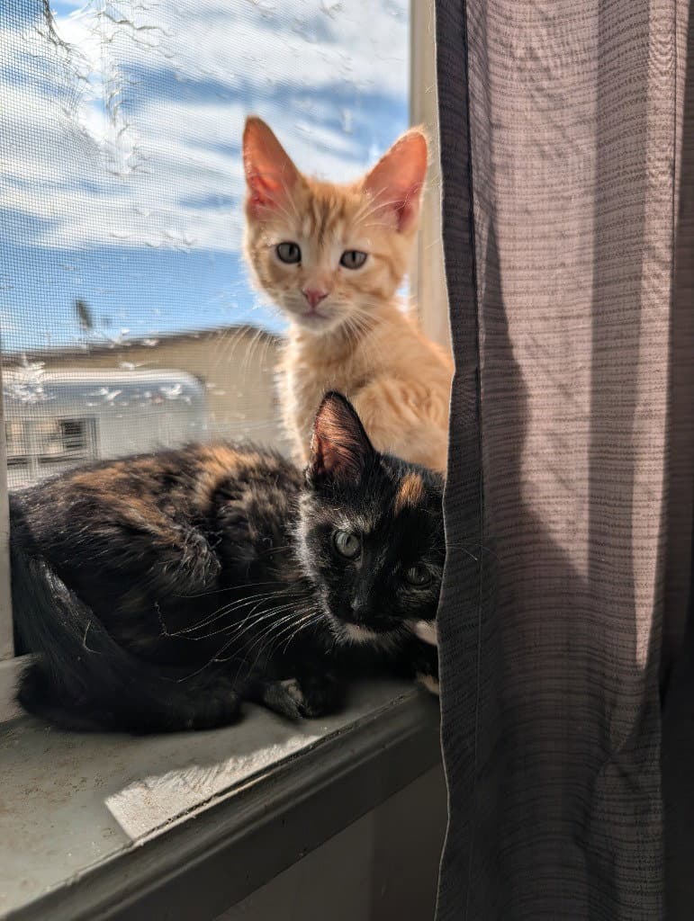 Harley-Davidson - Domestic Short Hair