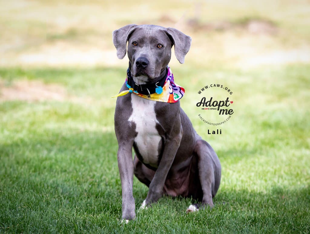 Lali - Weimaraner