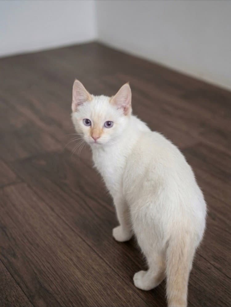 Victory - Domestic Short Hair