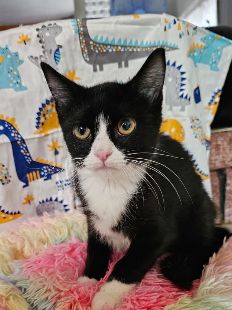 Chakra - Domestic Short Hair
