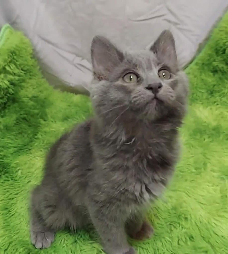 Edgar - Domestic Long Hair